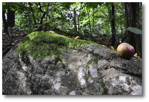 Stein im Wald mit Apfel